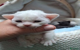 Devon Rex cats for sale: 🌸 Wonderful Devon Rex Kittens Raised with Love 🌸 - Image 14