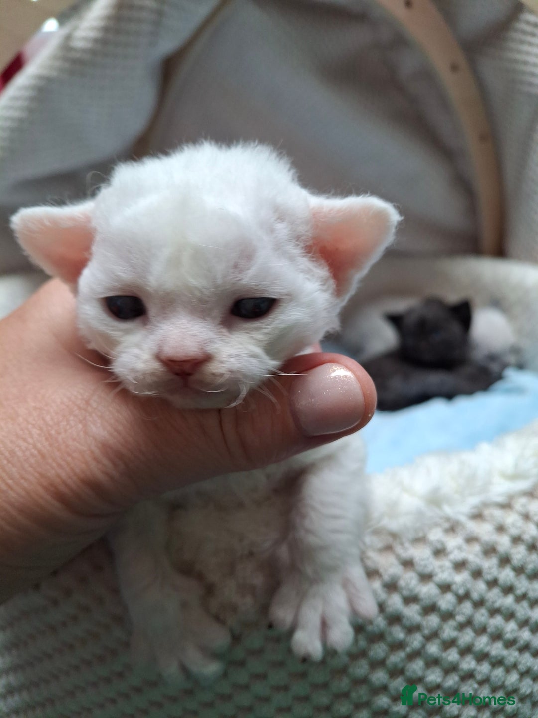 Devon Rex cats for sale: 🌸 Wonderful Devon Rex Kittens Raised with Love 🌸 - Image 14