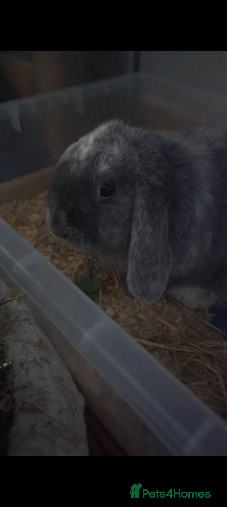 Dwarf Lop rabbits Male dwarf lop rabbit - Advert 5
