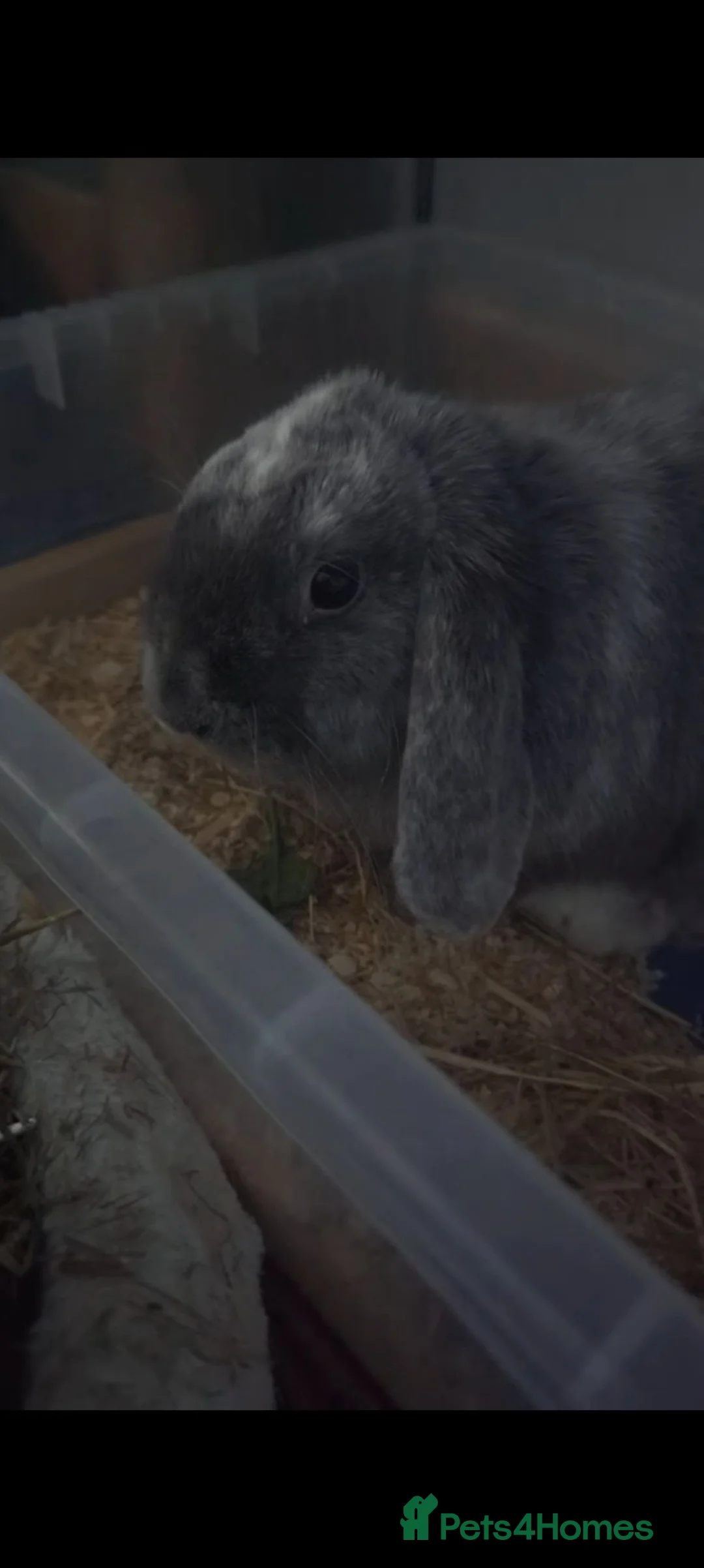Dwarf Lop rabbits for sale: Male dwarf lop rabbit - Advert 1