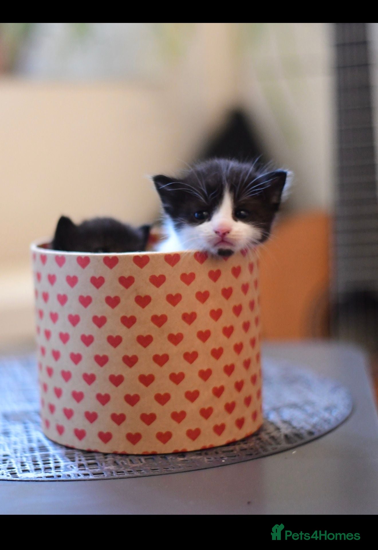 Munchkin cats Cute Black & White Kitten is looking for a home - Advert 5