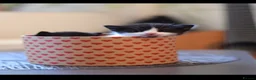 Munchkin cats for sale: Cute Black & White Kitten is looking for a home in Royston - Advert 1