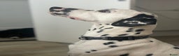 Dalmatian dogs for sale: Potential rehome - male LUA Dalmatian  - Advert 18