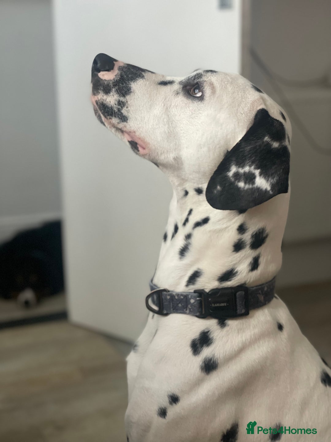 Dalmatian dogs for sale: Potential rehome - male LUA Dalmatian  - Advert 18