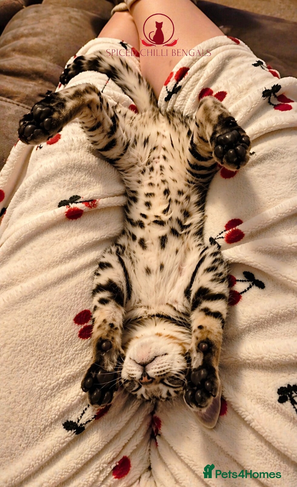 Bengal cats ✨️ READY IN 2 WEEKS! CHAMPION TICA BENGAL KITTENS - Advert 1