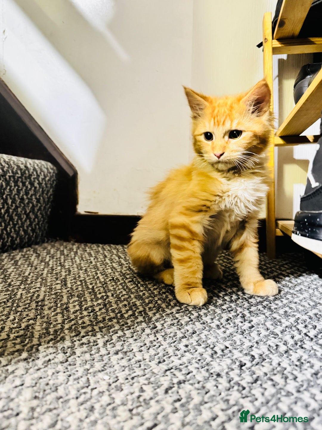 Maine Coon cats for sale: Main coon kittens - Advert 11