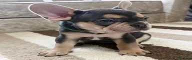 French Bulldog 4