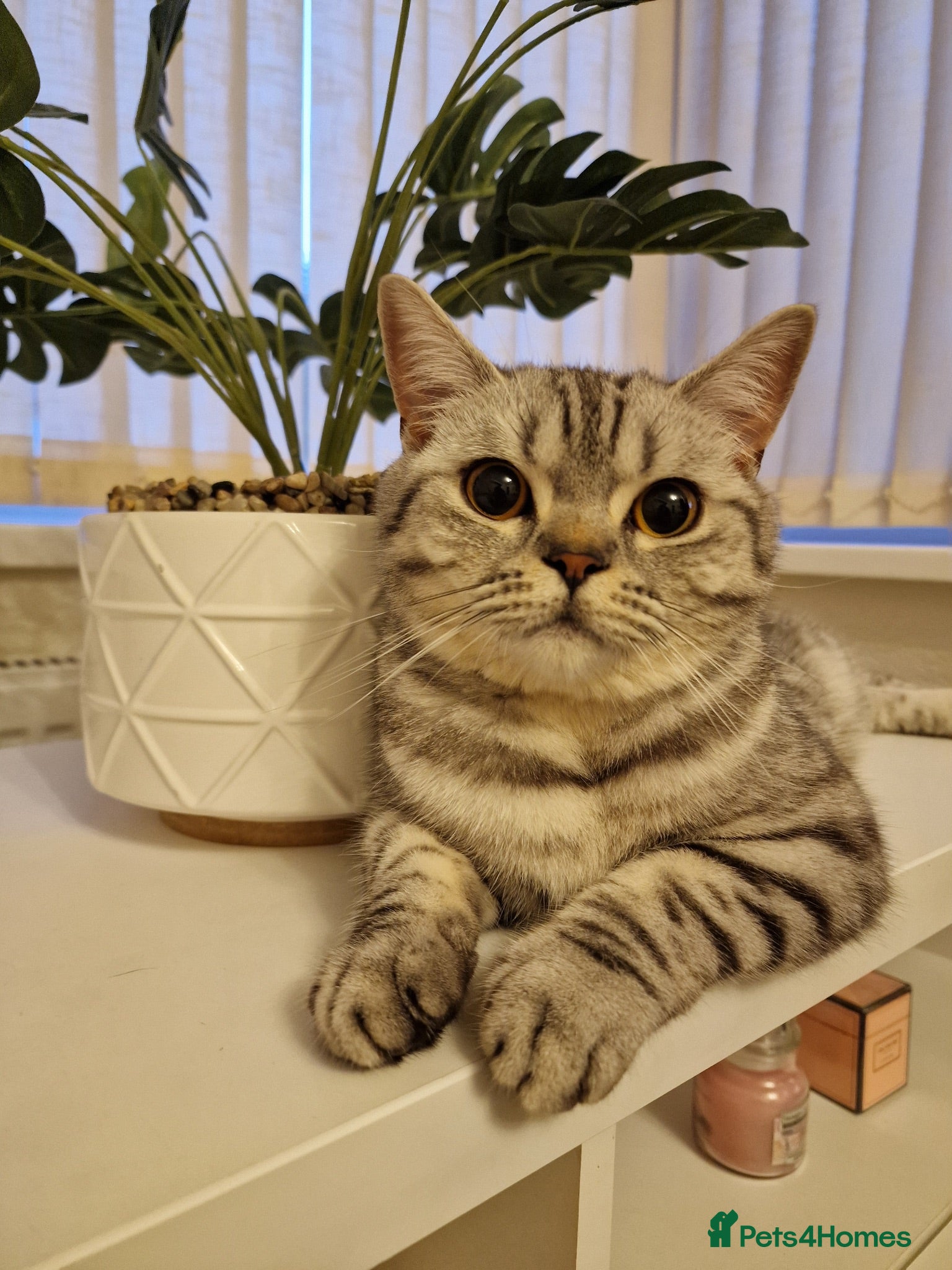 Scottish Fold cats Scottish Fold Kittens for Sale - Advert 21