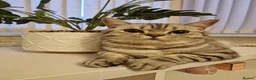 Scottish Fold cats for sale: Scottish Fold Kittens for Sale - Advert 2