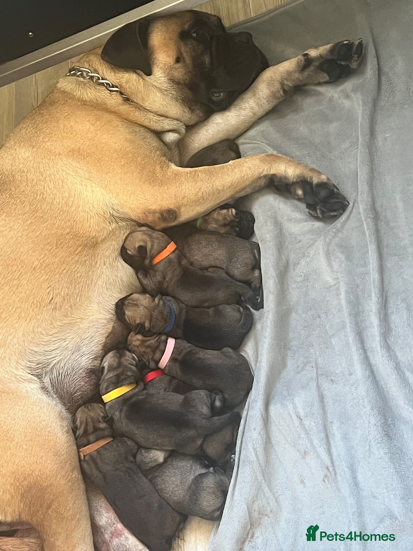Bullmastiff dogs Quality Bred KC Bullmastiff Puppies  - Advert 2