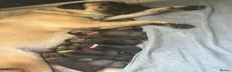 Bullmastiff dogs for sale: Quality Bred KC Bullmastiff Puppies  - Advert 1