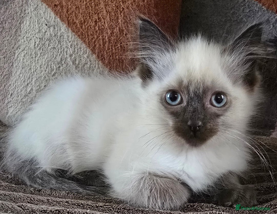 Ragdoll cats for sale:  ragdoll kittens parents gccf registered  - Image 14