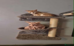 Sphynx cats for sale: Sphynx mix - Image 3