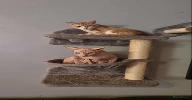 Sphynx cats - Advert 1