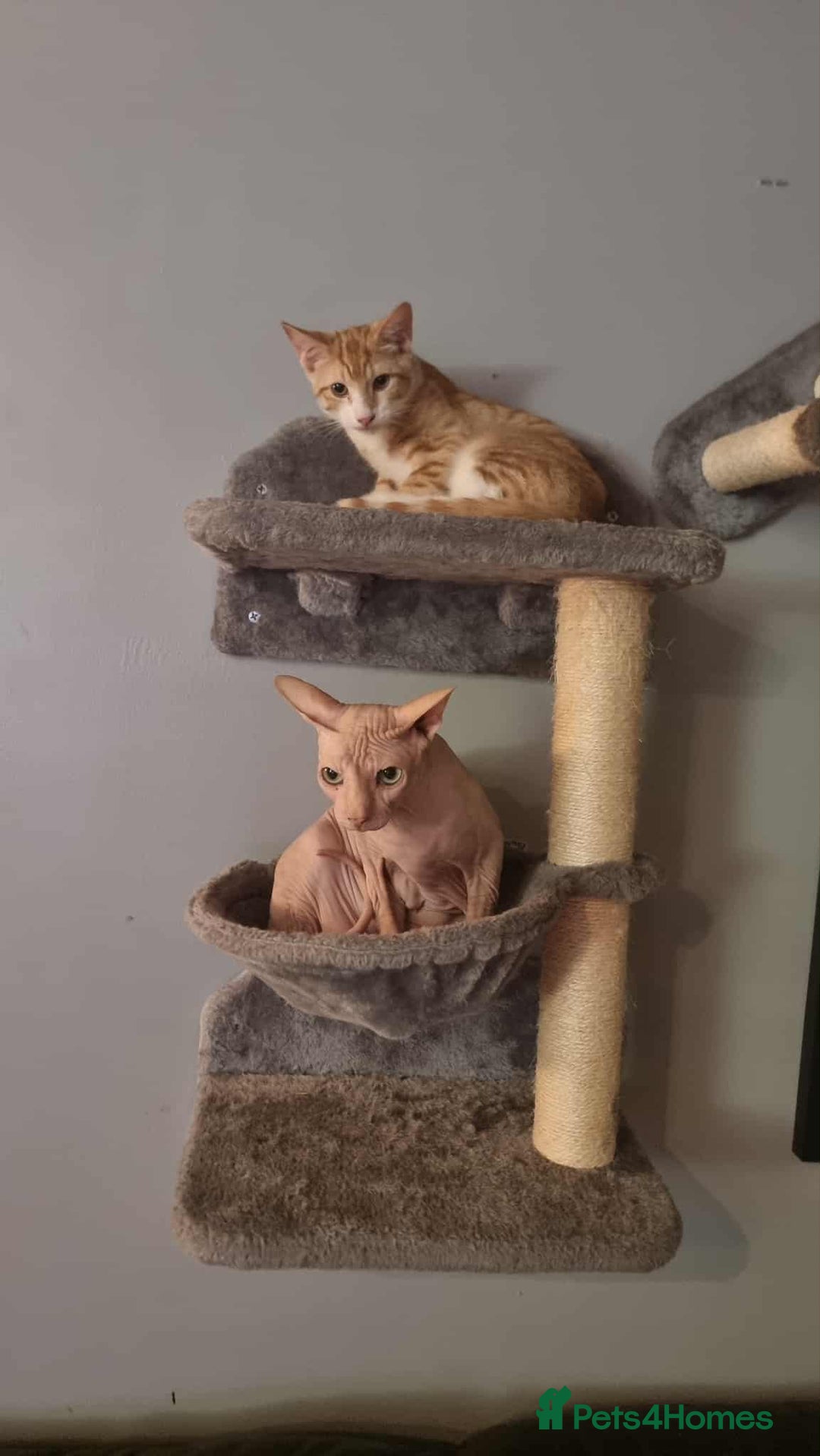 Sphynx cats for sale: Sphynx mix - Image 3