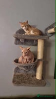 Sphynx cats - Advert 6