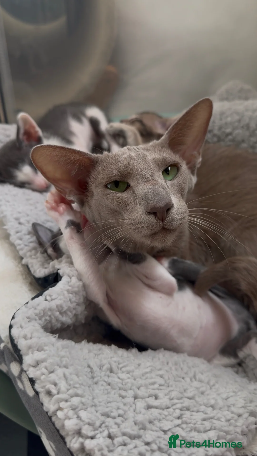 Oriental cats for sale: SHOW QUALITY GCCF ORIENTAL SHORTHAIR KITTEN - Advert 2