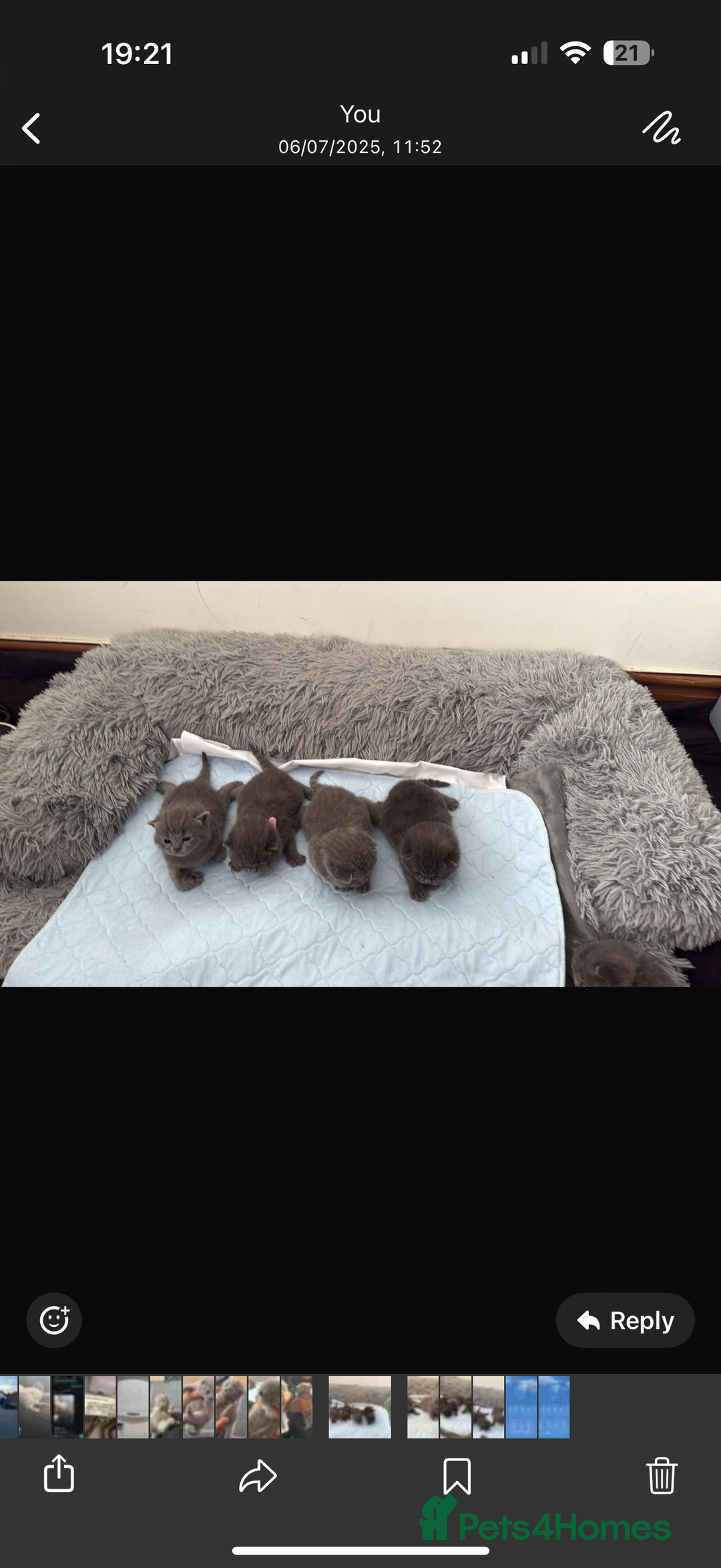 British Shorthair cats for sale: British short hair for sale - Image 4