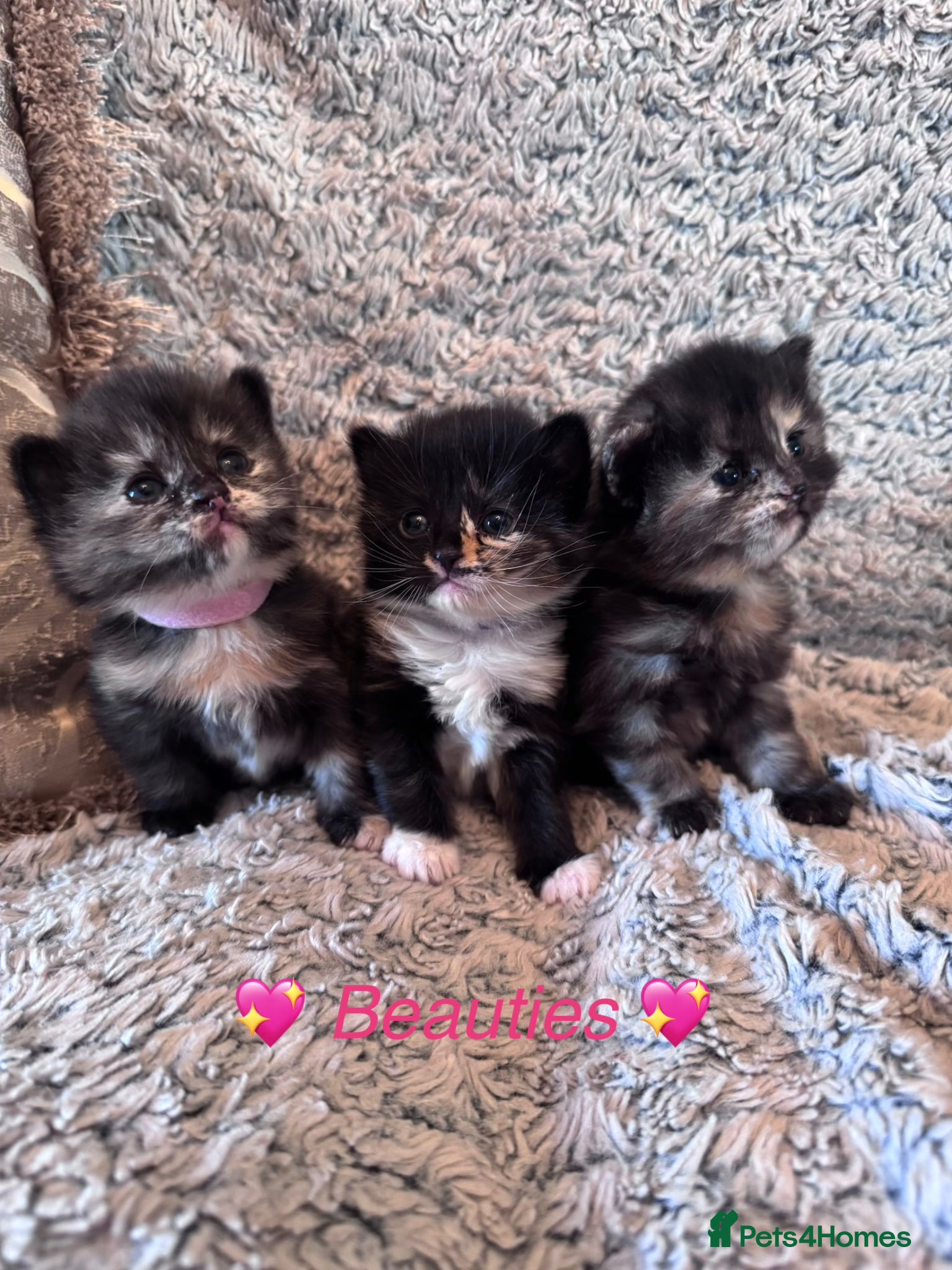 Mixed Breed cats 💎Persian X Maincoon X Nebelung💎 - Advert 1
