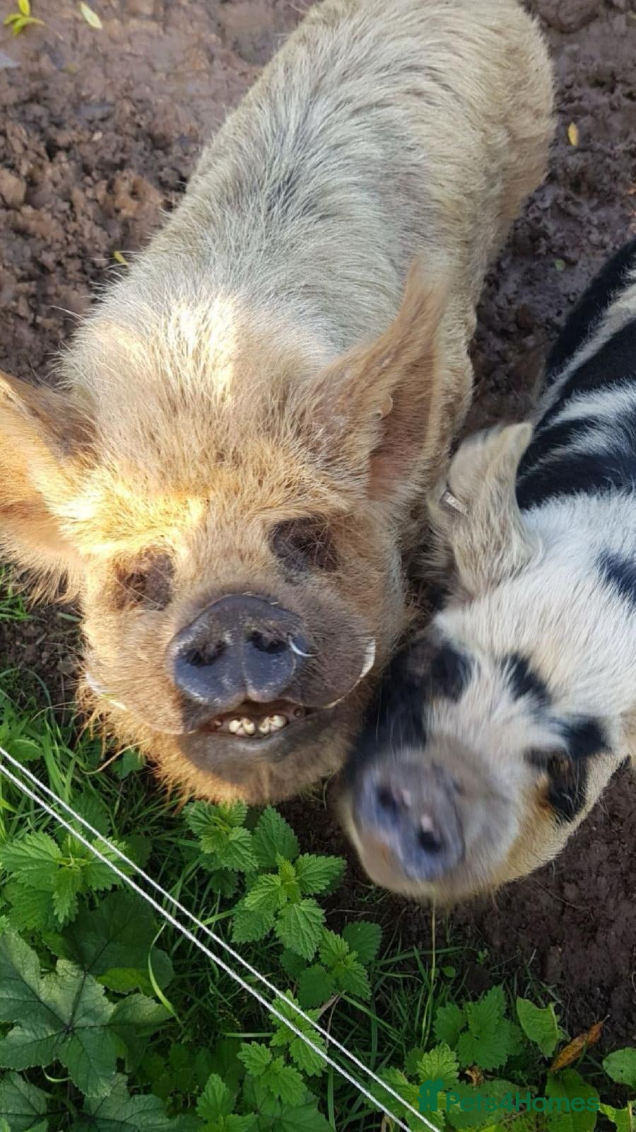 Pig livestock Family of 4 Pure bred Kunekune Pigs - Advert 1