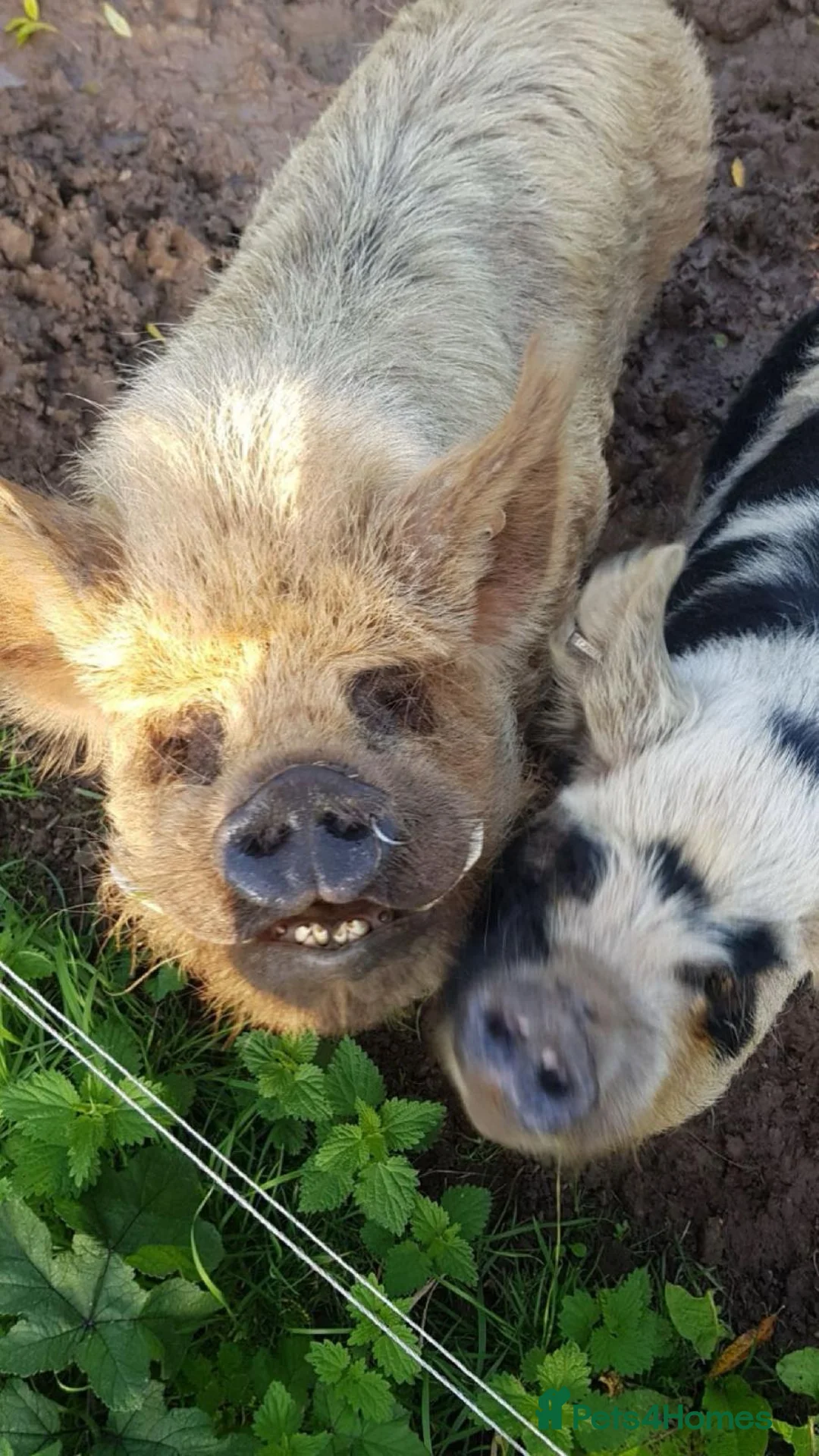 Pig livestock for sale: Family of 4 Pure bred Kunekune Pigs in Chester - Advert 1