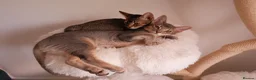 Mixed Breed cats for sale: Handsome Abyssinian Mix Boy | Home Raised - Advert 6