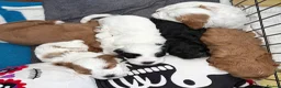Cockapoo dogs for sale: Toy Cockapoo Puppies  - Advert 4