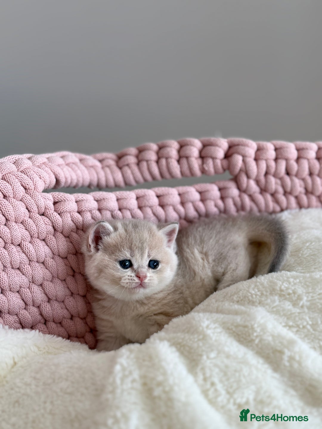 British Shorthair cats for sale: Golden Blue British Shorthair kittens  - Advert 21