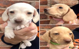 Miniature Dachshund dogs for sale: Quality Miniature Dachshund - Smooth Creams - Image 2