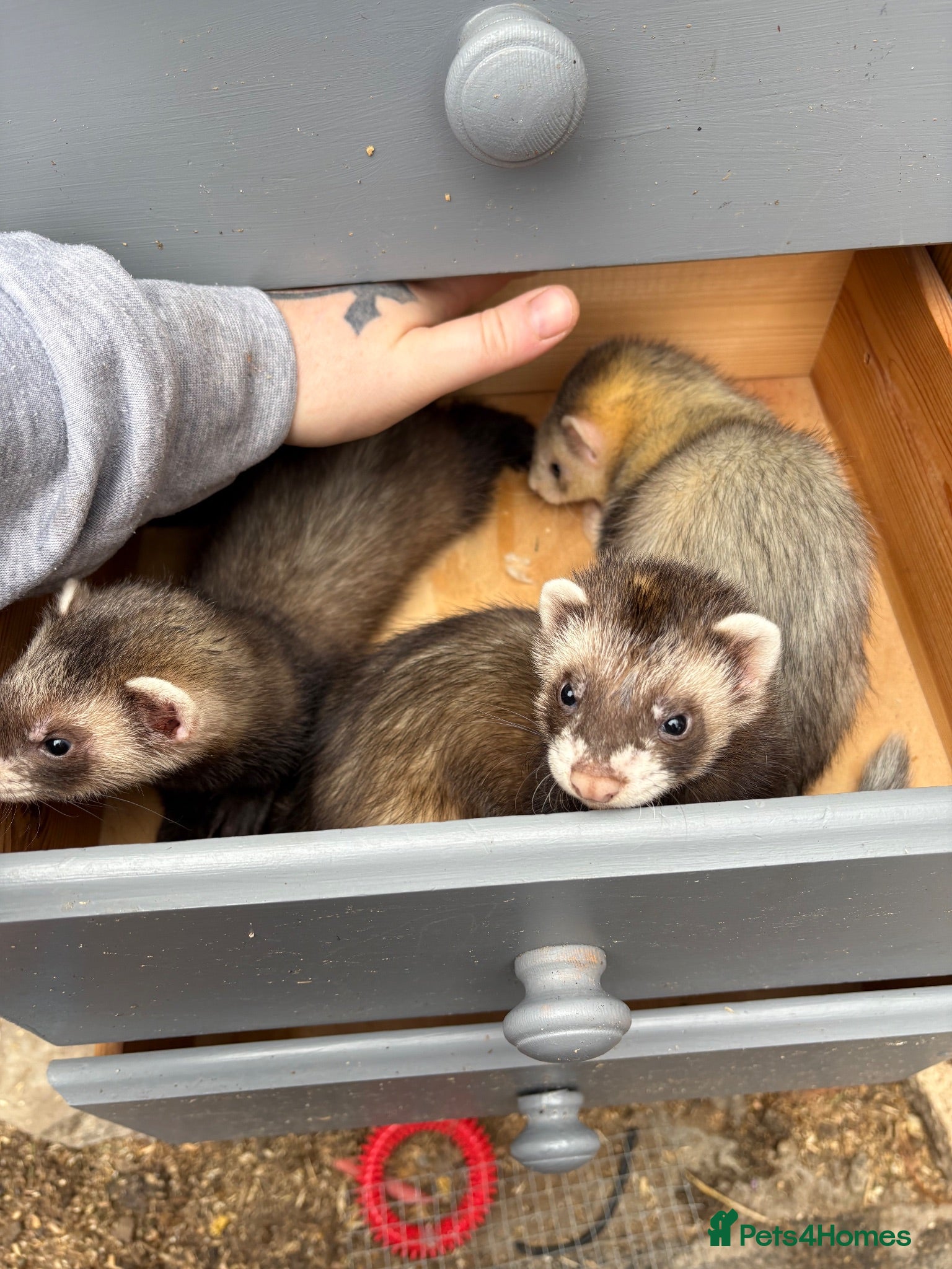 Ferret rodents Polecat kits  hobs and Jill’s  - Advert 5