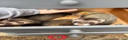 Ferret rodents for sale: Polecat kits  hobs and Jill’s  - Advert 1