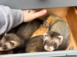 Ferret rodents Polecat kits hobs and Jill’s - Advert 5