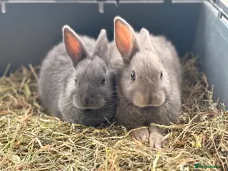 Mixed Breed rabbits Monty and Mickey - Advert 1