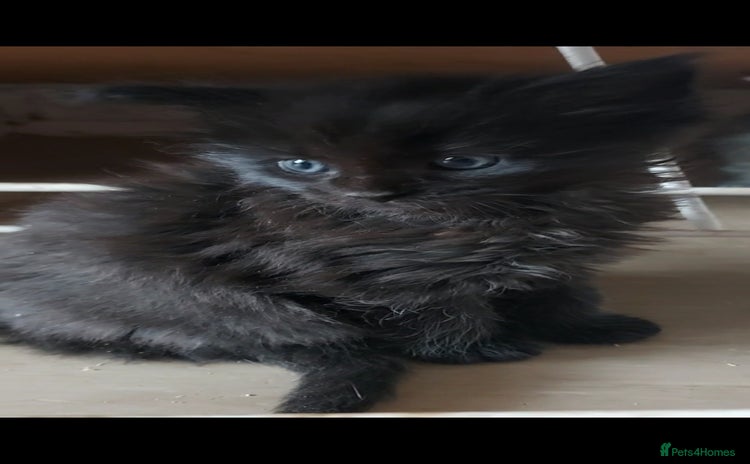Maine Coon cats - Advert 5