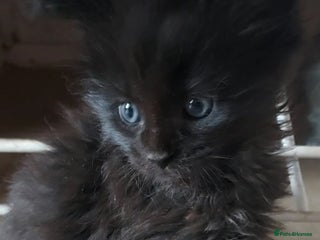 Maine Coon cats - Advert 4