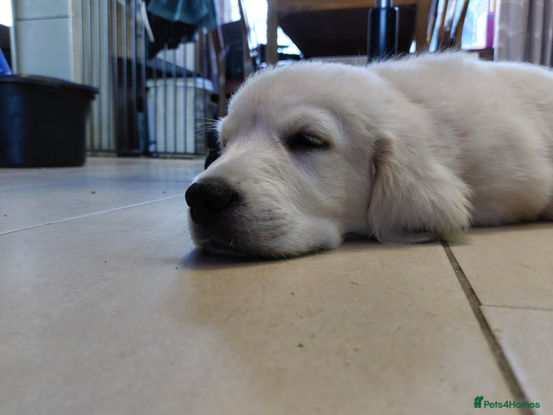 Golden Retriever dogs for sale: * 1 boy left *Golden Retriever Puppies KC Reg .  - Image 10
