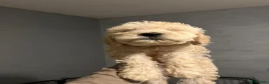 Goldendoodle 1