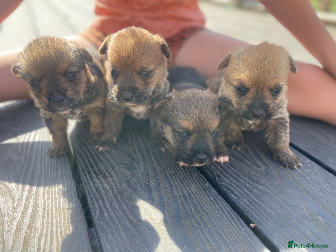 Mixed Breed dogs for sale: Corrier (Corgi X Border Terrier)  - Image 5