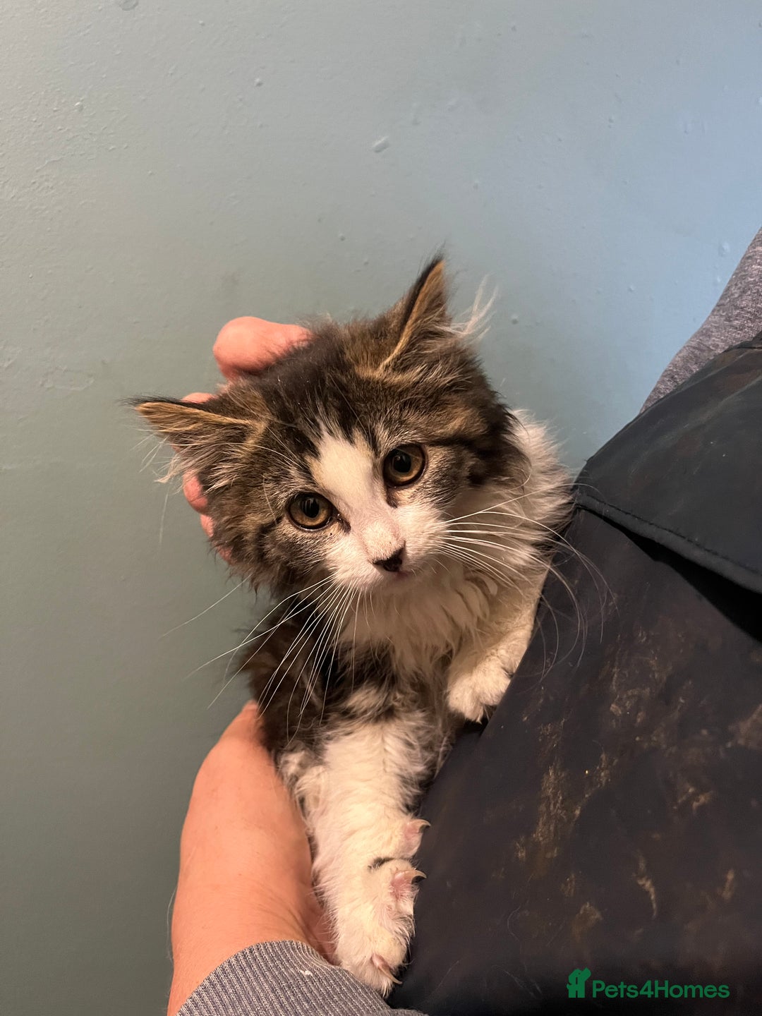 Mixed Breed cats for sale: Long and short haired, litter trained kittens  - Advert 3