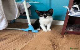 Mixed Breed cats for sale: 4 kittens for sale  - Image 4