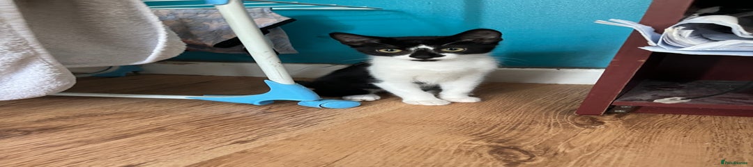 Zorro