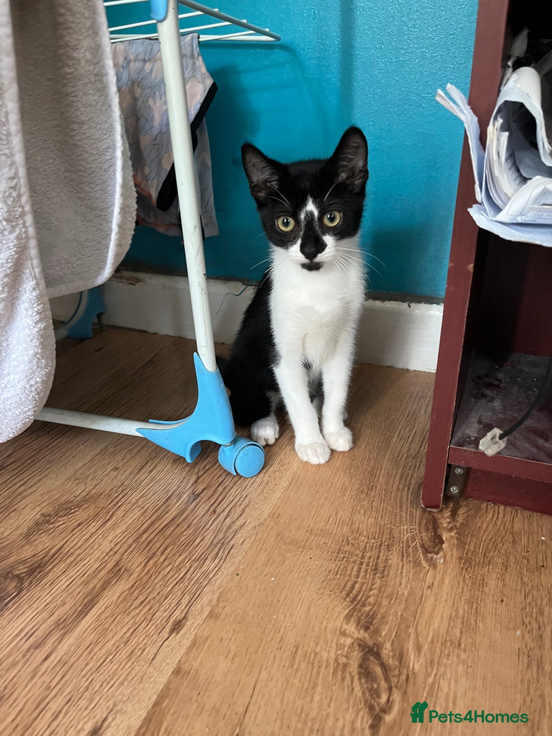 Mixed Breed cats for sale: 4 kittens for sale  - Image 4