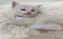 Ragdoll cats for sale: Adorable Ragdoll kittens - Image 6