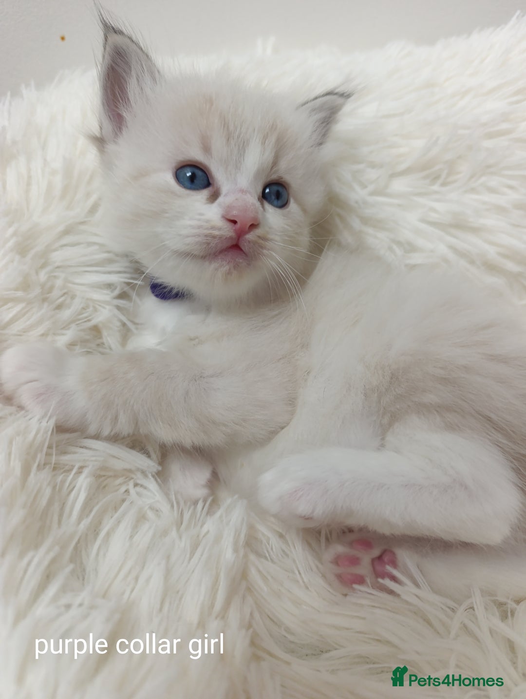 Ragdoll cats for sale: Adorable Ragdoll kittens - Image 6