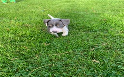 Jack Russell dogs for sale: Traditional Jack Russell's for sale - Image 3