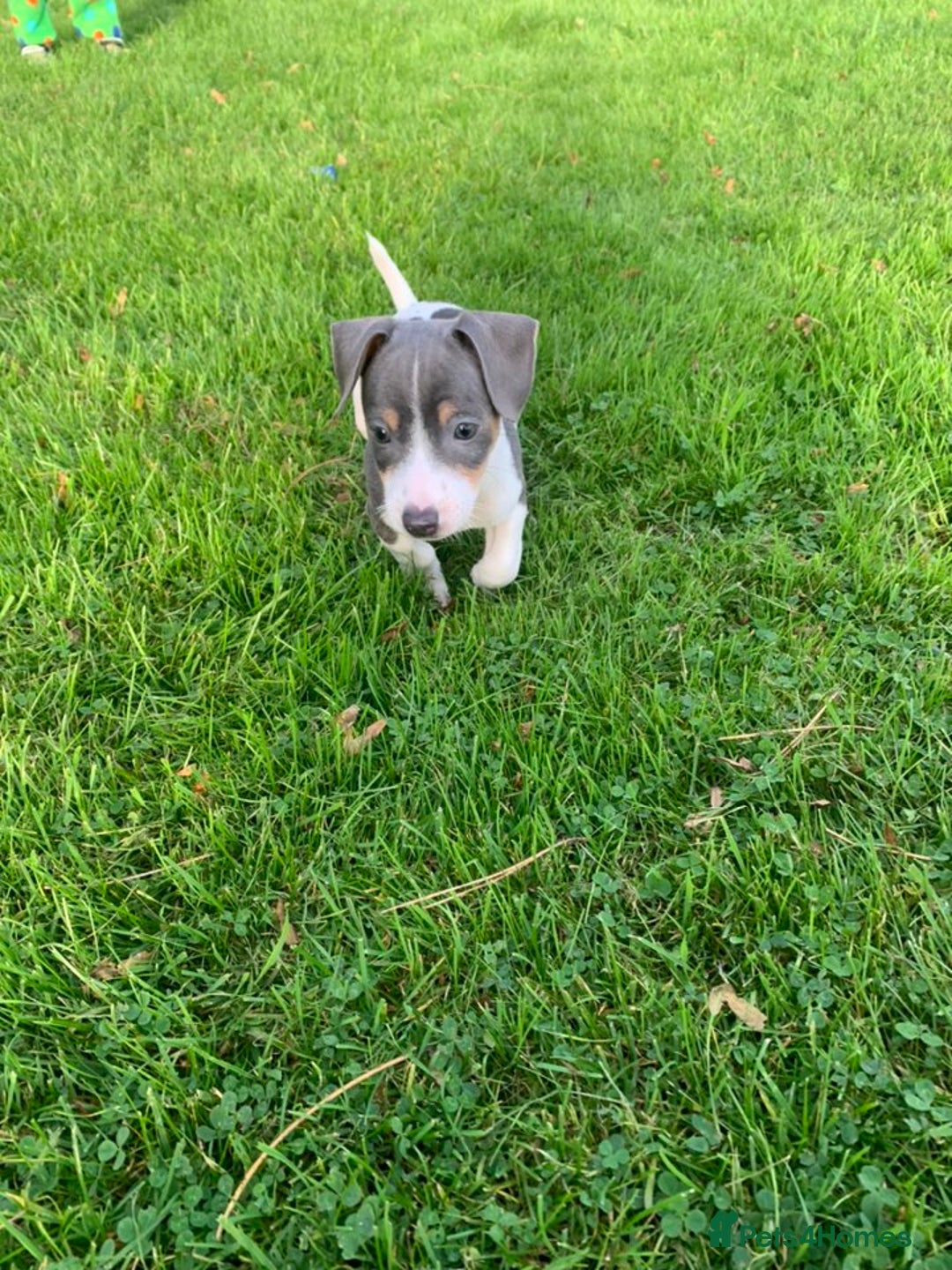 Jack Russell dogs for sale: Traditional Jack Russell's for sale - Image 3