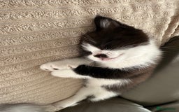 Persian cats for sale: Half Persian male  - Image 9