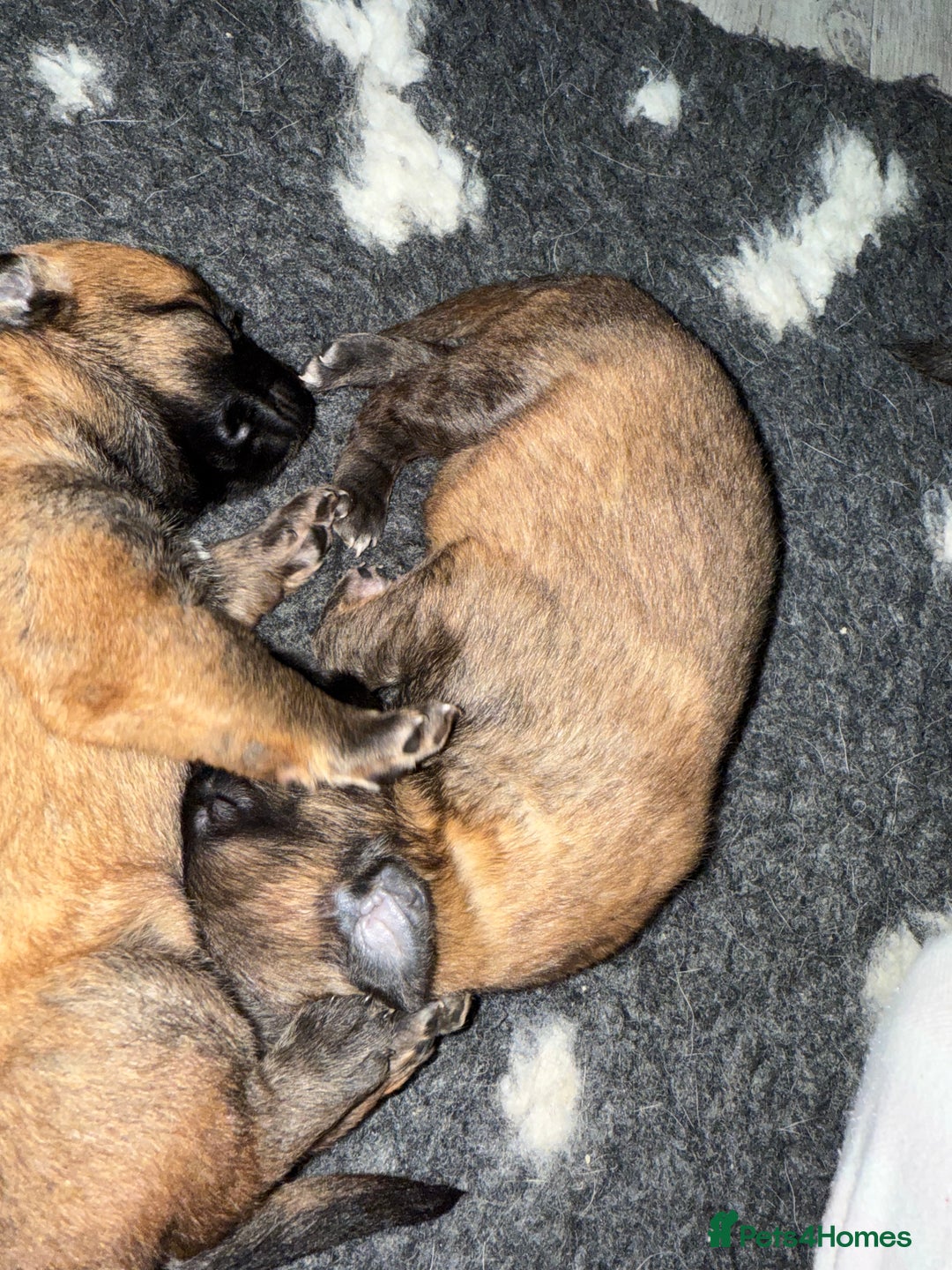 Belgian Shepherd Dog dogs for sale: Top working line puppies  - Image 6