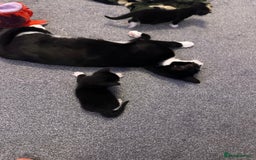 Domestic Shorthair cats for sale: beautiful tabby and black and white kittens - Image 21