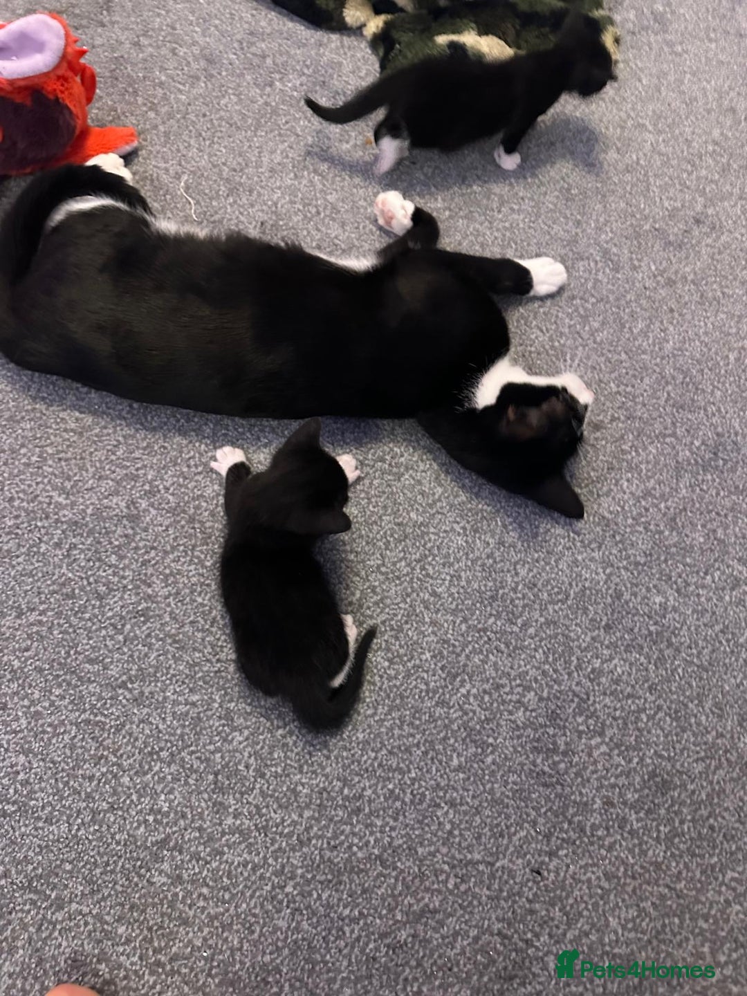 Domestic Shorthair cats for sale: beautiful tabby and black and white kittens - Image 21